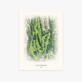 Lincoln Country Club printed artwork