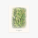 Bear Valley Golf Course printed artwork