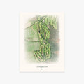 Kahili Golf Course printed artwork