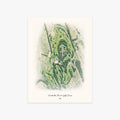 Marshallia Ranch Golf Course printed artwork