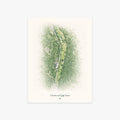Meadowmont Golf Course printed artwork